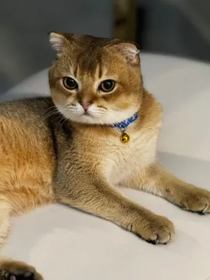 Scottish Fold male cat