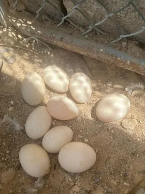 Fresh duck eggs under 5 days Duck eggs-بيض مال البط