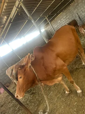 بقره للبيع