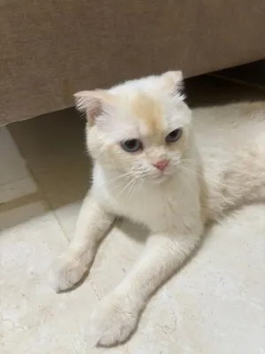 للتبني ًًًًًًًًًًًًوًًًً22