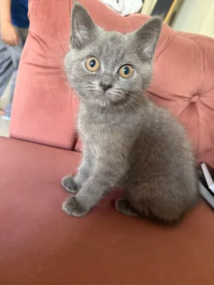 قطط Persian