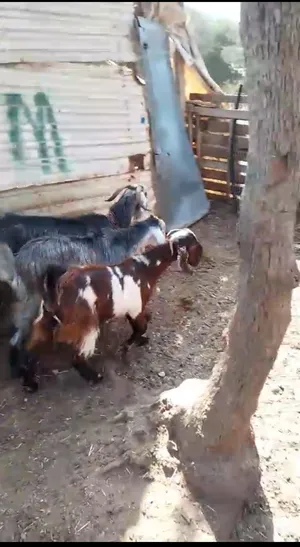 4معزا للبيع 1شعريه ولا ولده العدد5 للبيع بسعر طري يلي بده يتسبب