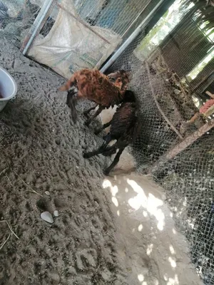 لبيع كبش وحمله
