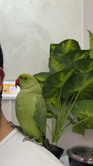 ببغاء دره ذكر
