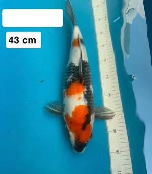 Showa – Female    Age: Nisai (2 Years)  Size: 43 cm  Price: AED 1,400