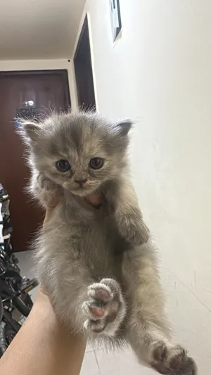 Cat kitten