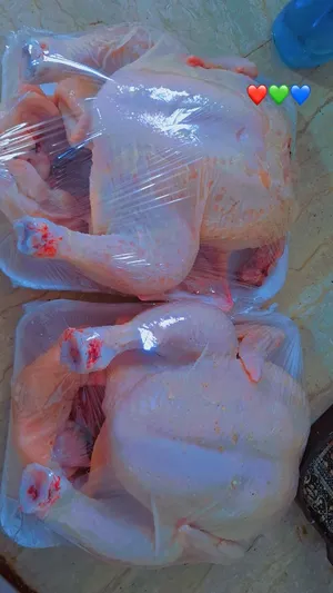 دجاج حي للبيع او مذبوح طازه
