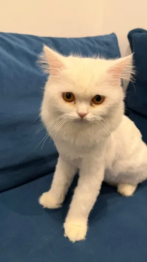 Female Persian white