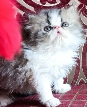 قط شيرازي بيكي فيس