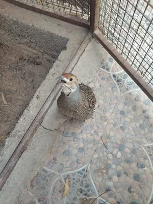 صفارد باكستانيات شكاري