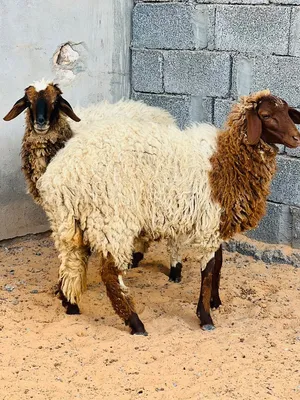 زوز فطايم مشاء الله