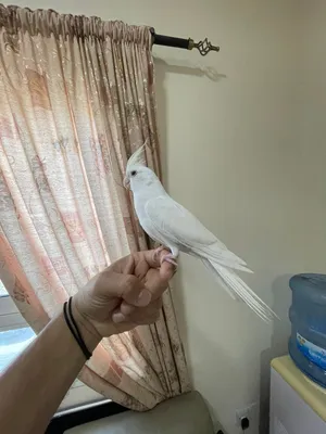 Albino cockatiel Male