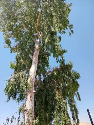 شجرة كينيا ضخمة