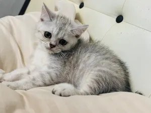Silva Chinchila kittens