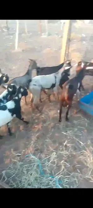 للبيع تيوسه ضفاريات سمنه فول
