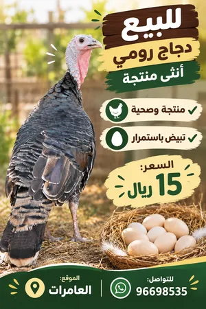 للبيع دجاج رومي أنثى منتجة