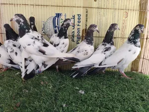حمام بكستاني تيدي 128