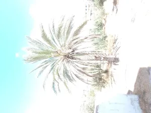 شجره نخيل للبيع في الرمثا