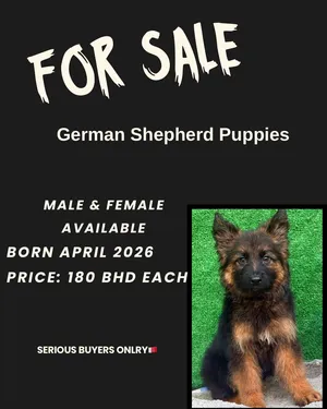 SHEPHERD PUPPIES FOR SALE