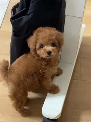 Poodle Puppy