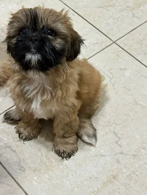 2 month old