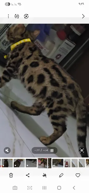 Pure Bengal Kittens