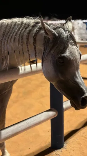 فحل واهو عمره 4 سنوات