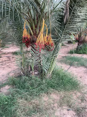 فساءل نخيل حجم كبير