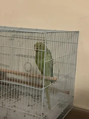 حط سعرك عيبني شله