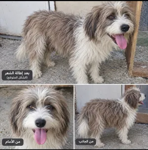 التفاصيل عل خاص