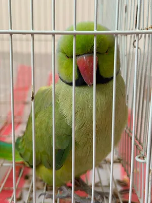Male Indian Ringneck