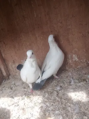 ارافل طير وفحل منكار اقجم ذيل رصاصي مكاني بصره ابو الخصيب بهادريه