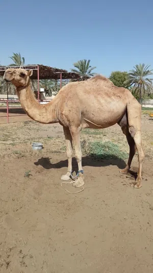 ناقه حايل للبيع