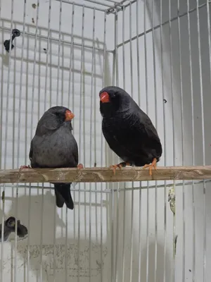 زوج زيبرا charcoal للبيع