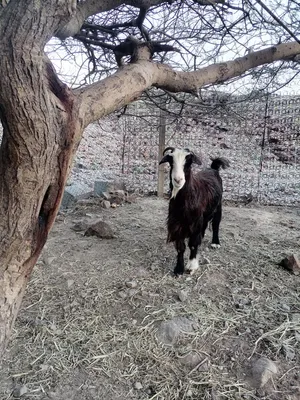 ثلاث أغنام للبيع