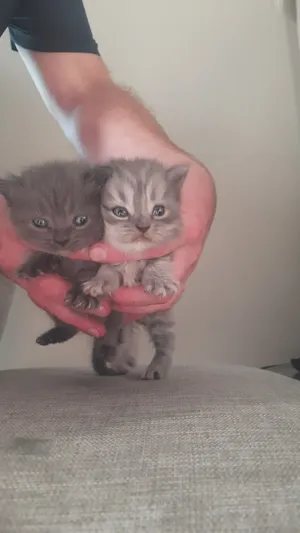 6 kittens ready to go
