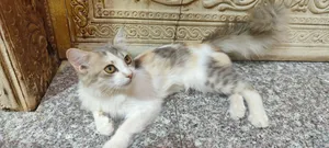 قط منزلي للبيع