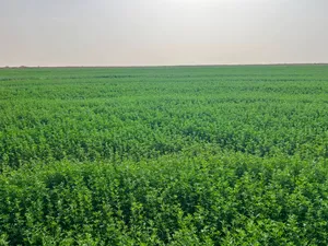 مشروع زراعي مكتمل