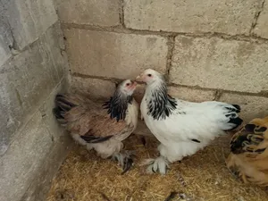 دجاج براهما