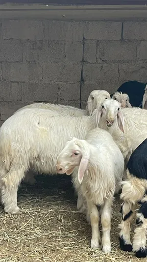 خرفان رمليات سمان العمر4شهور البيع جميله راس120 ريال العدد9