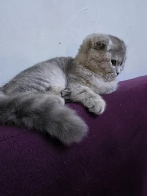 i want to sell my kitten scottish short hair