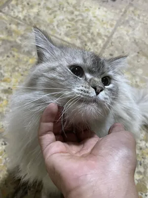 قط هملايه معقم