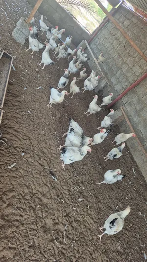 دجاج الفرنسي السوسكس