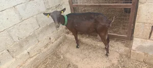 ماعز مارسيانو اسباني