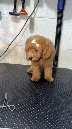 Toy poodle for sale