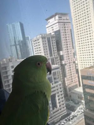 Durra parrot 6month Tamed 400