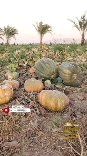 Fresh pumpkin – various varieties Ready for export Delica Hokkaido/Red Kuri