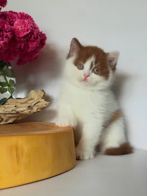 Beautiful Cream & White Kitten – Adorable, Fluffy & Sweet