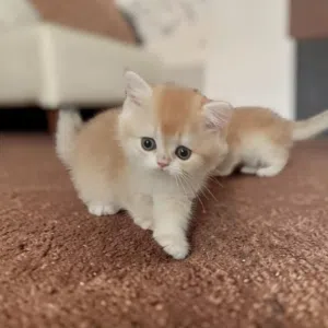 ذكور وبنات سكوتش وبرتش شورت هير