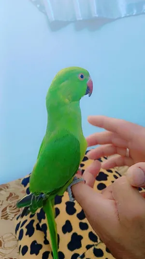 بغباء دره أليف ميه بالميه اليف على الكبير و الصغير هيك عندك صور و لفيديوها شوف بعينك
